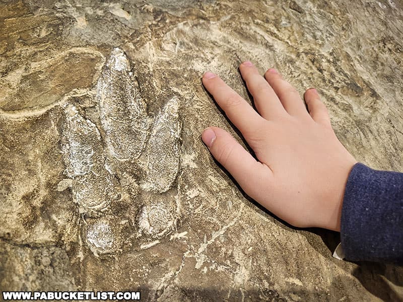 Actual dinosaur footprints discovered in Adams County and now on display at the Gettysburg Beyond the Battle Museum in Gettysburg Pennsylvania.