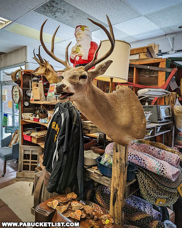 Vintage taxidermy mounts for sale at the High Street Emporium Antique Store in Ebensburg Pennsylvania.