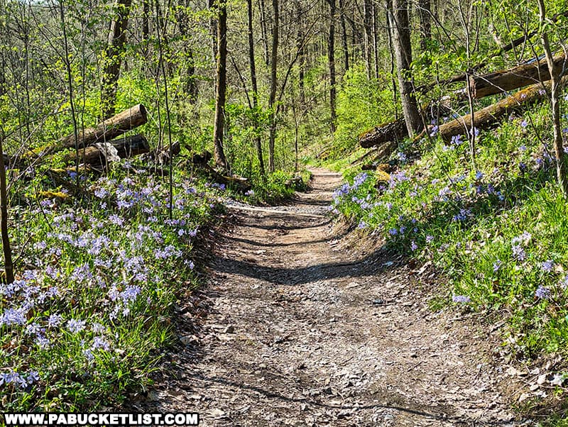 The Wildflower Reserve at Raccoon Creek State Park contains one of the most diverse stands of wildflowers in western Pennsylvania.