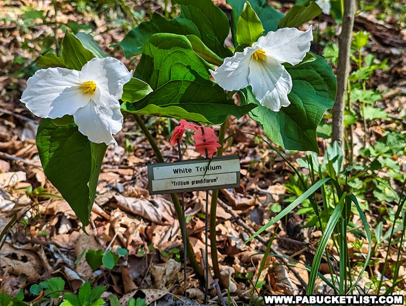 White Trillium in the Wildflower Reserve at Raccoon Creek State Park.