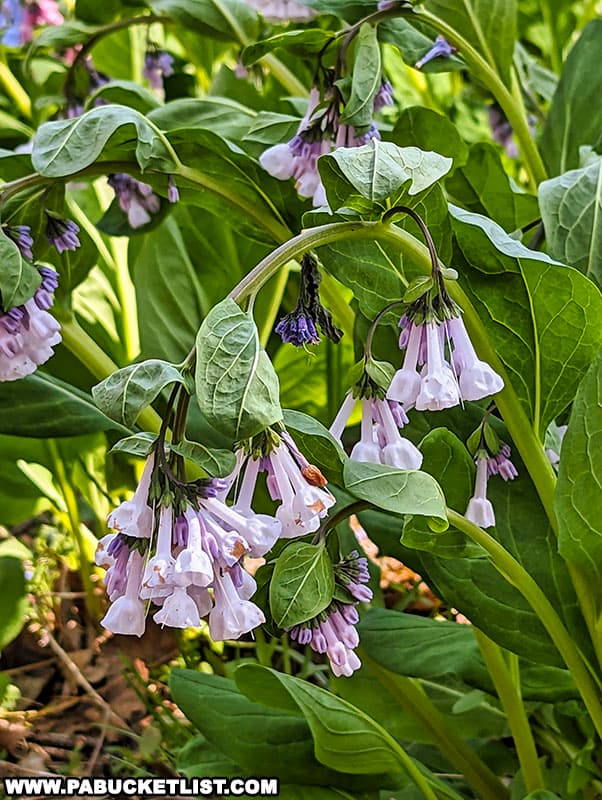 Wildflowers can be observed throughout the growing season with peak wildflower blooms occurring in late April and again in August.