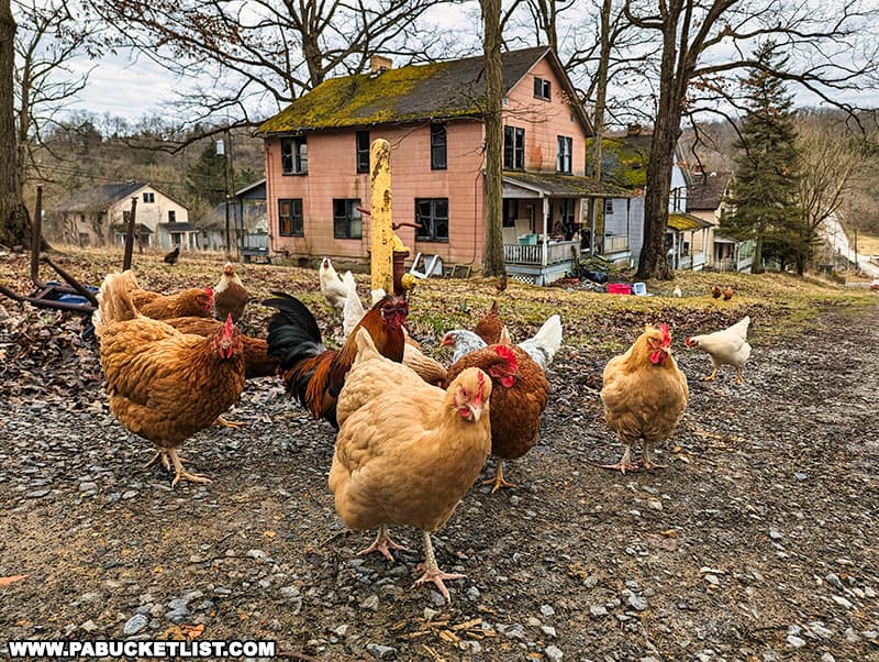 Chickens roam freely at Yellow Dog Village in 2023.