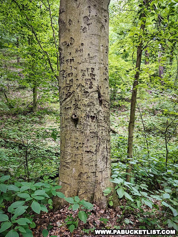 A "witness tree" on the east side of the Bushy Run Battlefield that was standing at the time of the battle.