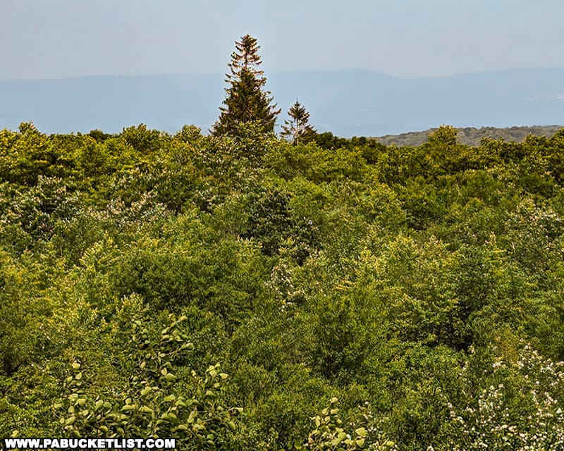A tall pine stands above the surrounding forest to the west of the Mount Davis observation tower in Somerset County Pennsylvania.
