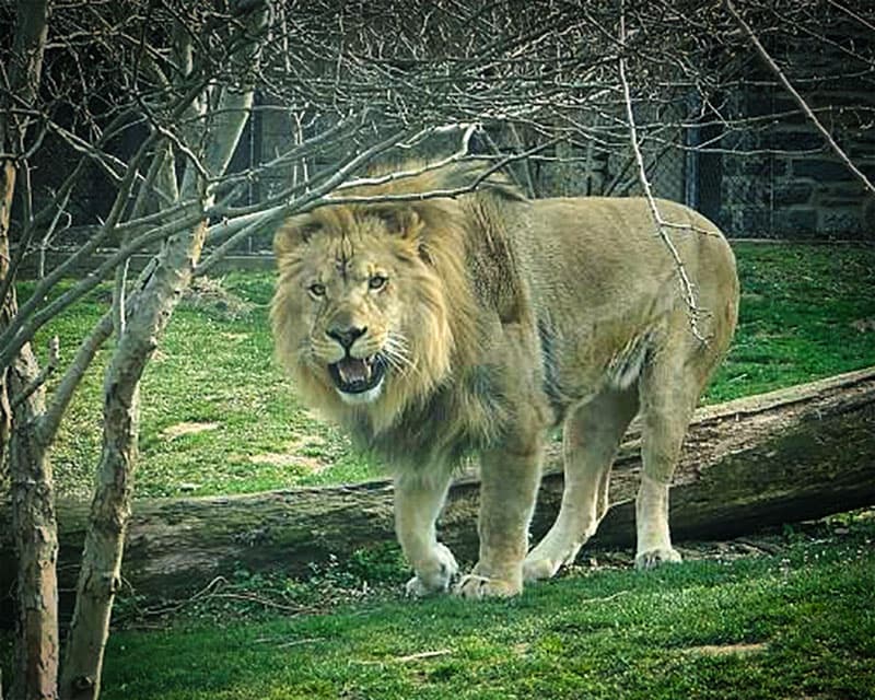 Lion at the Philadelphia Zoo.