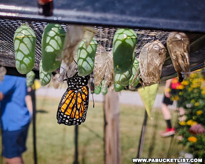 Watching a butterfly hatch from a chrysalis at Penn State's Ag Progress Days near State College Pennsylvania.