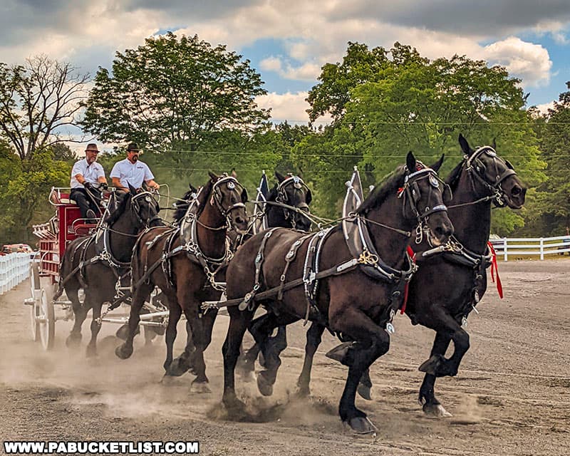 A demonstration of draft horses pulling a wagon at Penn State's Ag Progress Days in Centre County Pennsylvania.