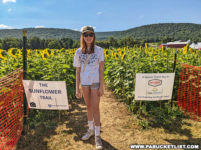 The sunflower trail during Penn State's Ag Progress Days in 2022.