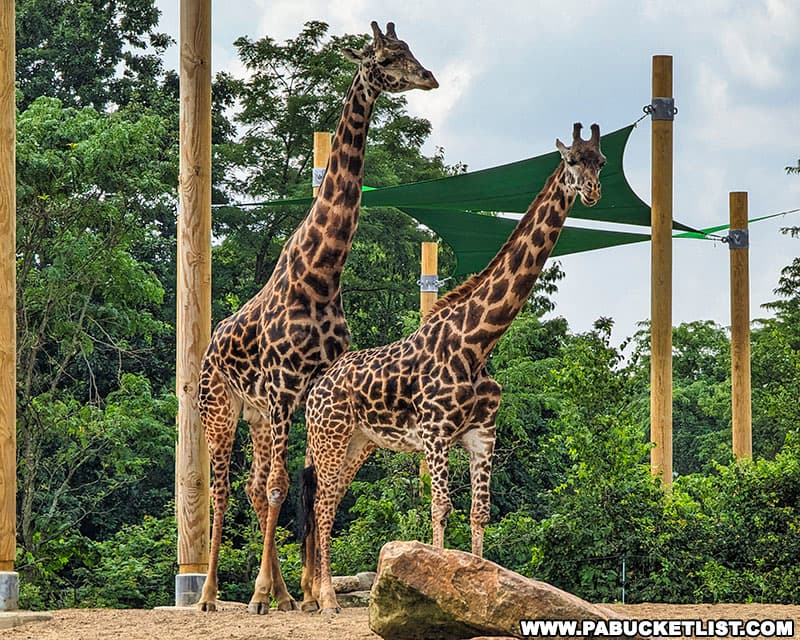 The Masai giraffe is the tallest land mammal on Earth.