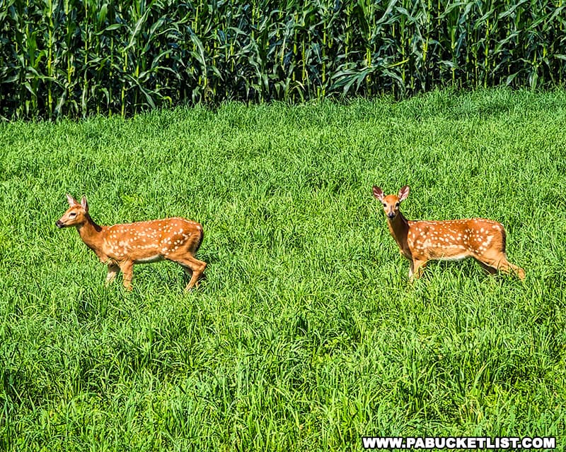 A pair of fawns grazing in a pasture near the star bubble in Columbia County Pennsylvania.