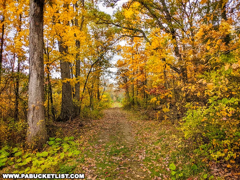 Fall foliage along the McCune Run Trail at Keystone State Park in Westmoreland County Pennsylvania.