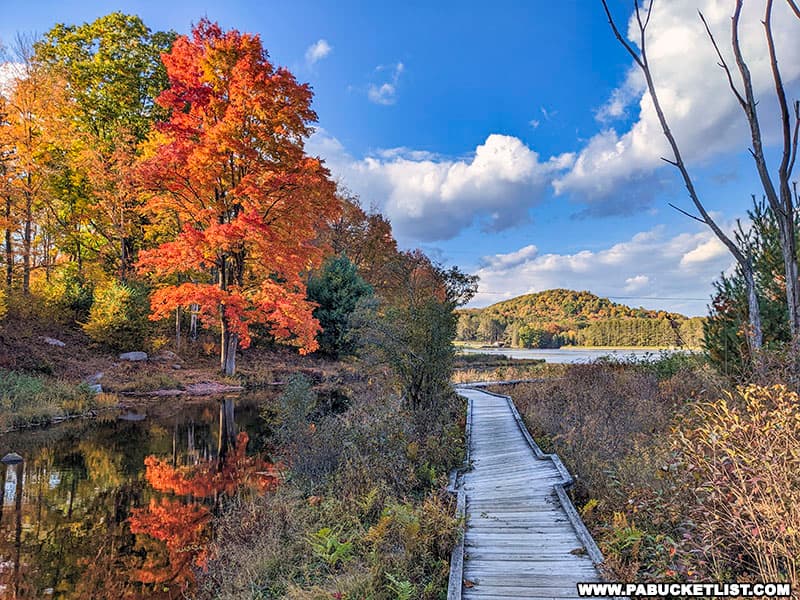 Fall foliage along a boardwalk at Parker Dam State Park in Clearfield County Pennsylvania.