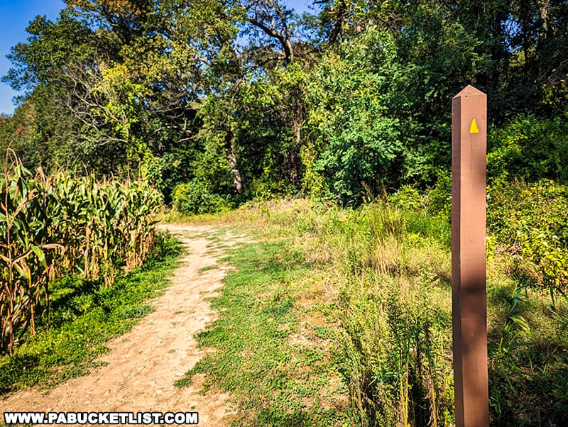 Several sections of the trail to Schull's Rock Overlook skirt the edge of cornfields.
