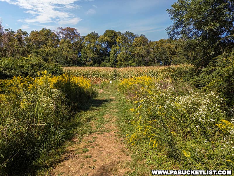 Wildflowers and cornfields along the Schull's Rock Overlook Trail in York County PA.