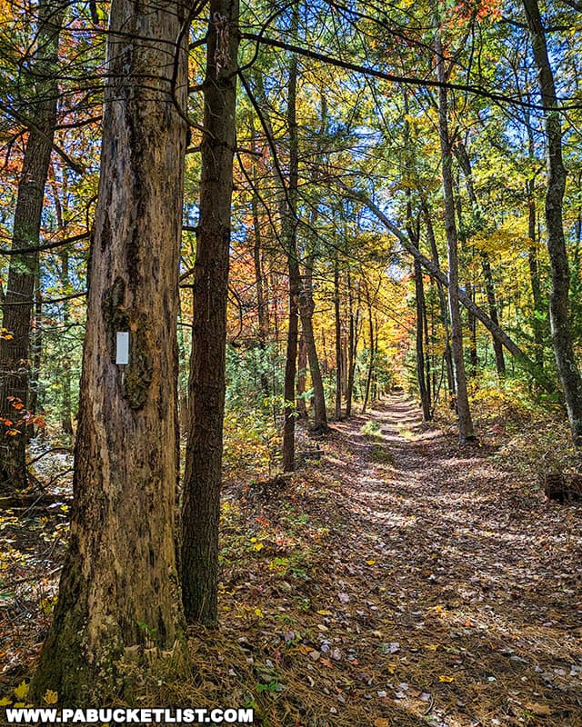 230 of the approximately 2,200 miles of the Appalachian Trail runs through Pennsylvania.
