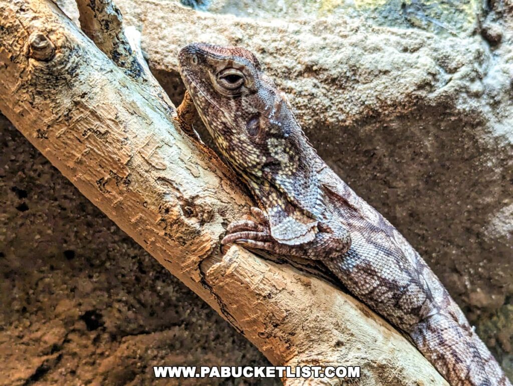 A lizard perching on a branch at the Electric City Aquarium in Scranton, with a rocky backdrop.