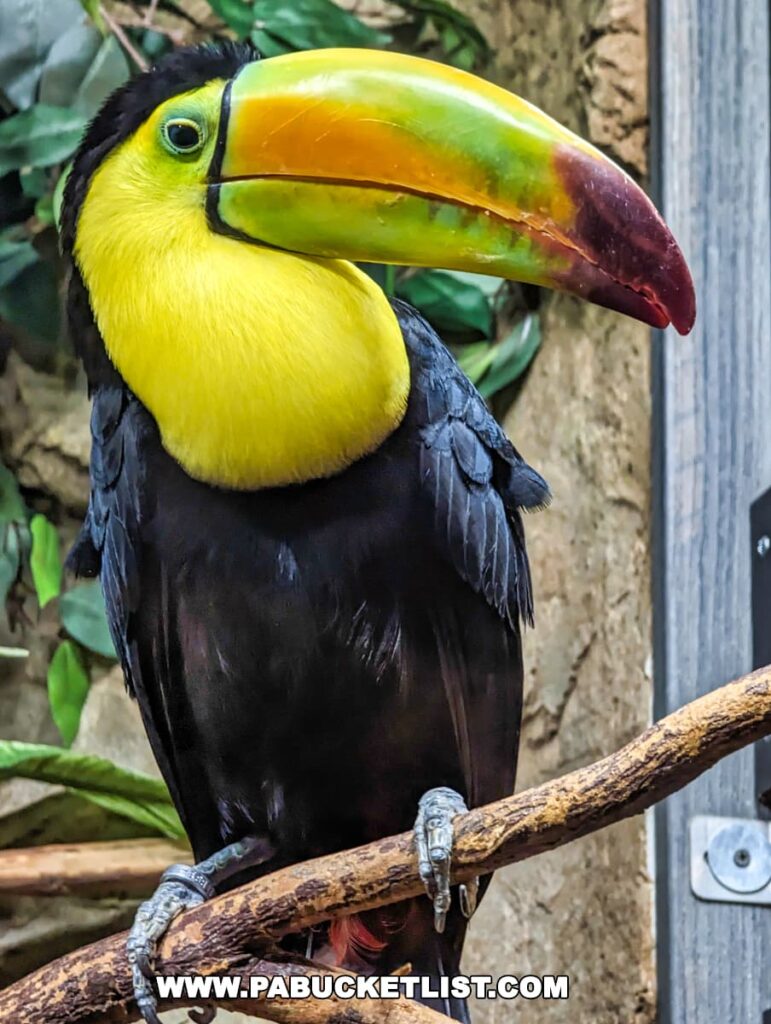 Vibrant toucan perched on a branch at Electric City Aquarium in Scranton, with a focus on its colorful beak.
