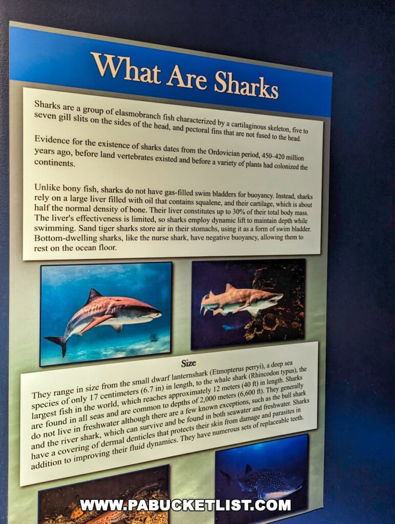 Informative display on sharks, including size and biology, at Electric City Aquarium in Scranton.