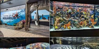 Collage of Electric City Aquarium exhibits in Scranton: mural entrance, shark display, coral reef tanks, and a crocodile.