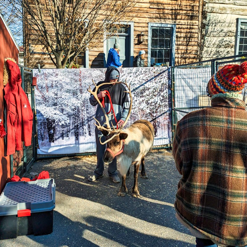 A reindeer being guided by an individual, with onlookers admiring, near a decorative snowy backdrop and rustic buildings at the Mifflinburg Christkindl Market in Mifflinburg, Pennsylvania.