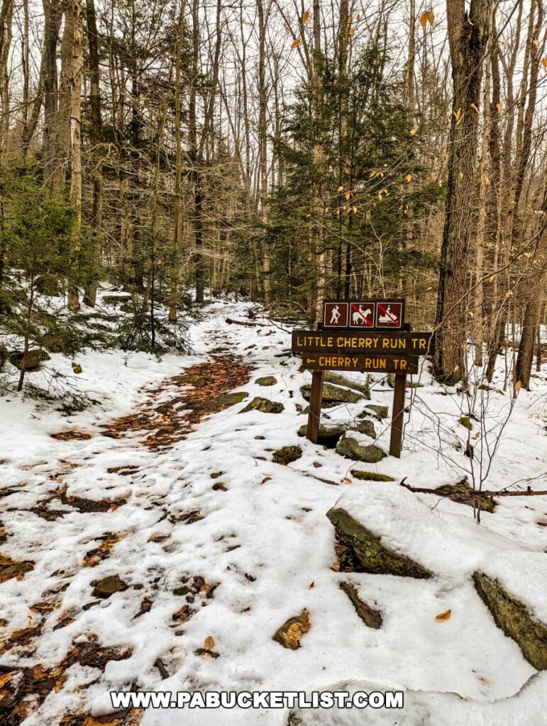 A trail sign at Ricketts Glen State Park indicating the direction to Little Cherry Run Trail, with a snowy path leading into the forest. The sign features icons for hiking and no horses, suggesting the trail is for pedestrian use only. The forest floor is covered with a thin layer of snow, interspersed with brown leaves and rocks, and the bare trees create a sparse canopy overhead, with evergreens providing a touch of color.