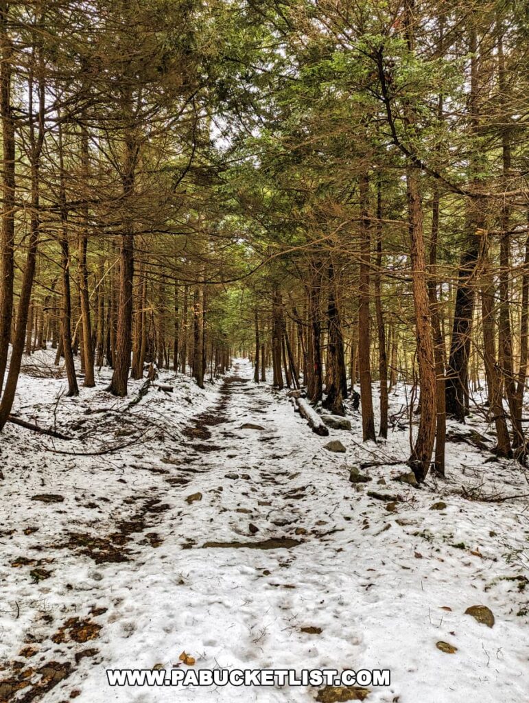 A snow-covered trail winds through a dense evergreen forest in Ricketts Glen State Park, part of the Mountain Springs - Cherry Run loop. The trail is dotted with stones and surrounded by tall pine trees that reach upwards, their branches holding a dusting of snow. This tranquil path invites hikers into the quiet solitude of the winter woods, offering a peaceful escape into nature.