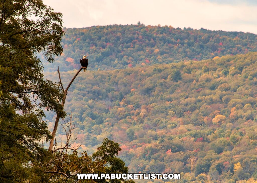 A bald eagle perched on a bare tree branch at the Tioga-Hammond Lakes Overlook in Tioga County, Pennsylvania, with a scenic view of a forest with autumn-colored foliage in the background.
