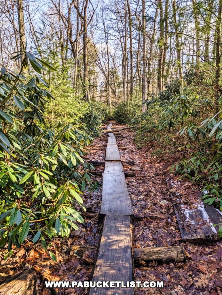 A rustic wooden boardwalk path leading through the lush Bear Meadows Loop Hike in Centre County, Pennsylvania. The path is surrounded by vibrant green rhododendron bushes and tall, leafless trees that indicate either late fall or early spring. The ground is covered with a layer of brown fallen leaves, and the clear sky above suggests a crisp, sunny day for hikers to enjoy the natural beauty of the area.