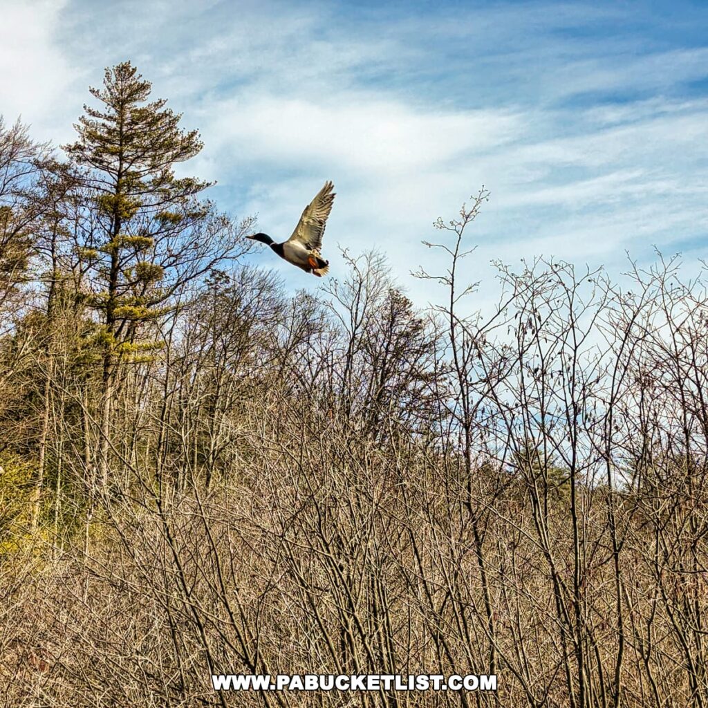 A duck in flight is captured against the backdrop of a clear blue sky above a thicket of leafless trees and evergreens along the Bear Meadows Loop Hike in Centre County, Pennsylvania. The bird's wings are outstretched, showcasing its impressive wingspan and the dynamic movement of its flight. The scene conveys a sense of freedom and the wild beauty of nature along the hiking trail.