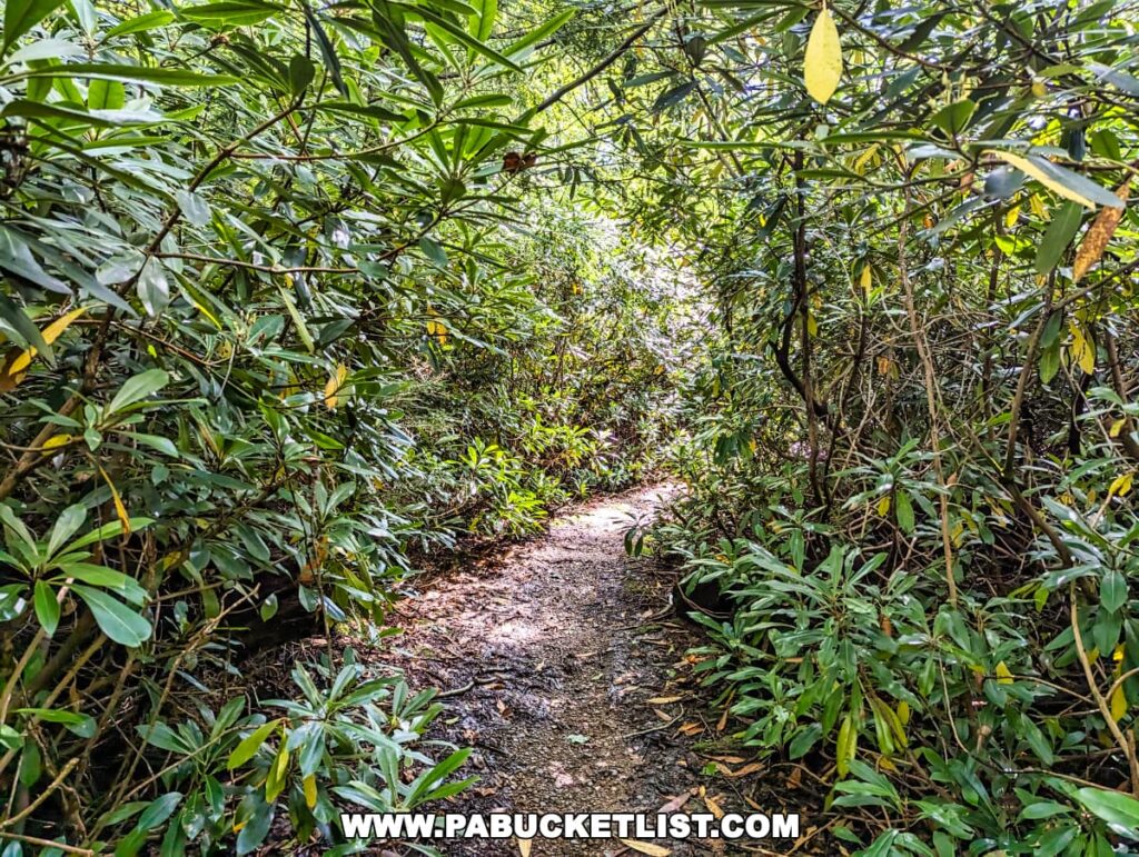 A secluded section on the Bear Meadows Loop Hike in Centre County, Pennsylvania, is framed by thick, verdant rhododendron bushes. The earthen path, dappled with sunlight and shadow, invites hikers into a lush, green tunnel-like corridor, offering a serene and immersive natural experience.