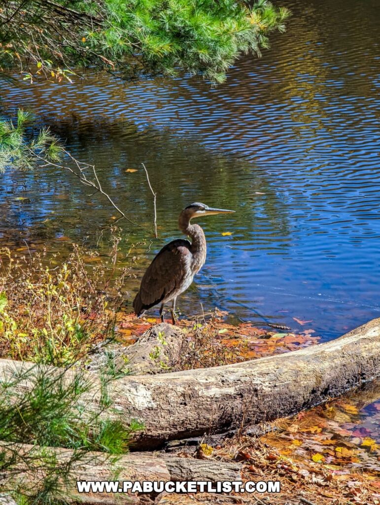 A great blue heron standing majestically on a fallen tree trunk by the edge of a lake at Colonel Denning State Park in Cumberland County, PA. The heron is set against a backdrop of rippling blue water with autumn leaves scattered on the surface and vibrant green pine branches framing the top left corner of the image.