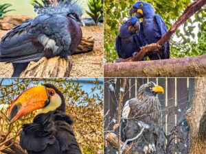 A photo collage featuring four different birds from the National Aviary in Pittsburgh, PA. Top left: A Victoria crowned pigeon with elaborate feather crest. Top right: Two affectionate Hyacinth Macaws perched on a branch. Bottom left: A Toco Toucan with a large, colorful bill. Bottom right: A Steller's Sea Eagle with sharp yellow beak and intense gaze. The diverse avian life represents the variety of species housed at the aviary.