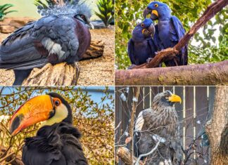 A photo collage featuring four different birds from the National Aviary in Pittsburgh, PA. Top left: A Victoria crowned pigeon with elaborate feather crest. Top right: Two affectionate Hyacinth Macaws perched on a branch. Bottom left: A Toco Toucan with a large, colorful bill. Bottom right: A Steller's Sea Eagle with sharp yellow beak and intense gaze. The diverse avian life represents the variety of species housed at the aviary.