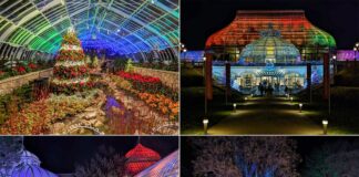 A collage showcasing the holiday splendor of Phipps Conservatory's Winter Flower Show and Light Garden, featuring a radiant indoor Christmas tree, the conservatory's glowing facade at night, oversized colorful light bulbs in the outdoor garden, and a beautifully lit pathway leading through a winter landscape.