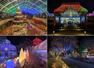 A collage showcasing the holiday splendor of Phipps Conservatory's Winter Flower Show and Light Garden, featuring a radiant indoor Christmas tree, the conservatory's glowing facade at night, oversized colorful light bulbs in the outdoor garden, and a beautifully lit pathway leading through a winter landscape.