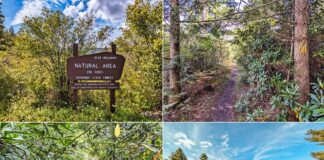 A collage of four scenic photos from the Bear Meadows Loop Hike in Centre County, Pennsylvania. Top left: A wooden sign marks the Bear Meadows Natural Area within Rothrock State Forest. Top right: A narrow trail flanked by evergreens and rhododendron bushes. Bottom left: A lush green tunnel-like pathway created by overhanging rhododendron branches. Bottom right: A panoramic view of a wetland with golden-brown reeds and a clear reflection of the sky and surrounding trees.