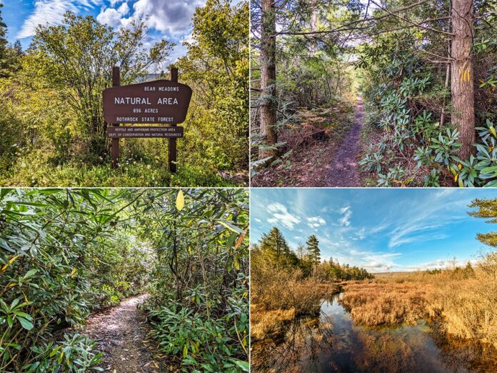 A collage of four scenic photos from the Bear Meadows Loop Hike in Centre County, Pennsylvania. Top left: A wooden sign marks the Bear Meadows Natural Area within Rothrock State Forest. Top right: A narrow trail flanked by evergreens and rhododendron bushes. Bottom left: A lush green tunnel-like pathway created by overhanging rhododendron branches. Bottom right: A panoramic view of a wetland with golden-brown reeds and a clear reflection of the sky and surrounding trees.