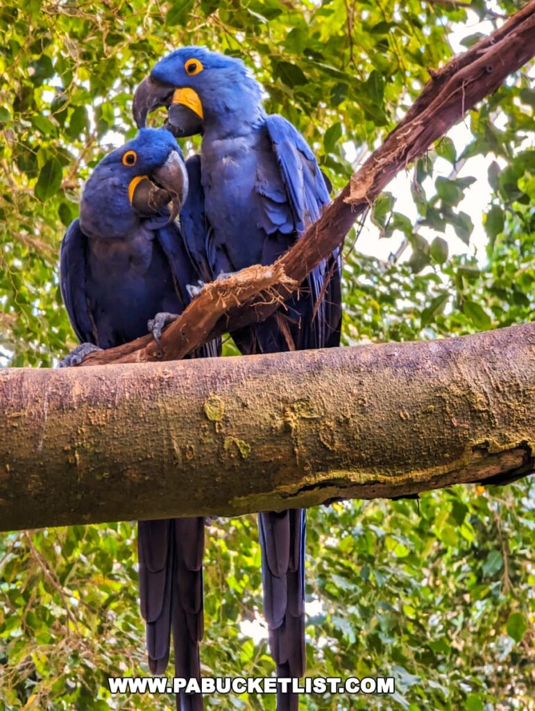 Two Hyacinth Macaws perched on a branch at the National Aviary in Pittsburgh, PA. The large parrots exhibit vibrant blue plumage with striking yellow rings around their eyes and at the base of their beaks. They appear to be interacting with each other against a backdrop of lush green foliage.