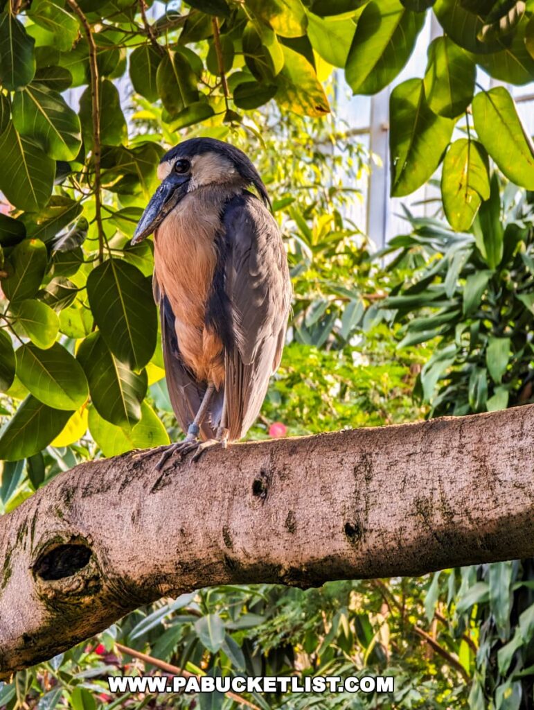 A Boat-billed Heron perched on a horizontal branch at the National Aviary in Pittsburgh, PA. The bird has a distinctive large bill, grey and tan plumage, and is set against a background of vibrant green leaves. The warm lighting suggests a tropical habitat setting within the aviary.