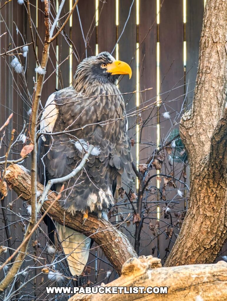 A Steller's Sea Eagle at the National Aviary in Pittsburgh, PA, perched on a branch with a keen gaze. The eagle's striking features include bold black and white plumage, a powerful yellow beak, and an intense expression. Bare winter branches and a mesh barrier can be seen in the background.