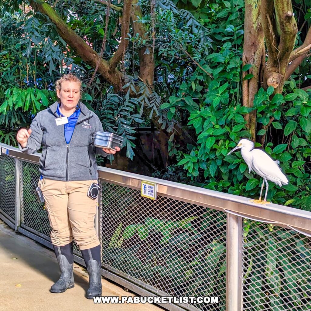 An aviary staff member giving a presentation at the National Aviary in Pittsburgh, PA. She is wearing a uniform with a name tag, holding a bowl and gesturing with her hand, possibly explaining feeding habits or behavior. A white bird, likely a heron, stands attentively on the railing of the enclosure against a backdrop of dense, green tropical foliage.
