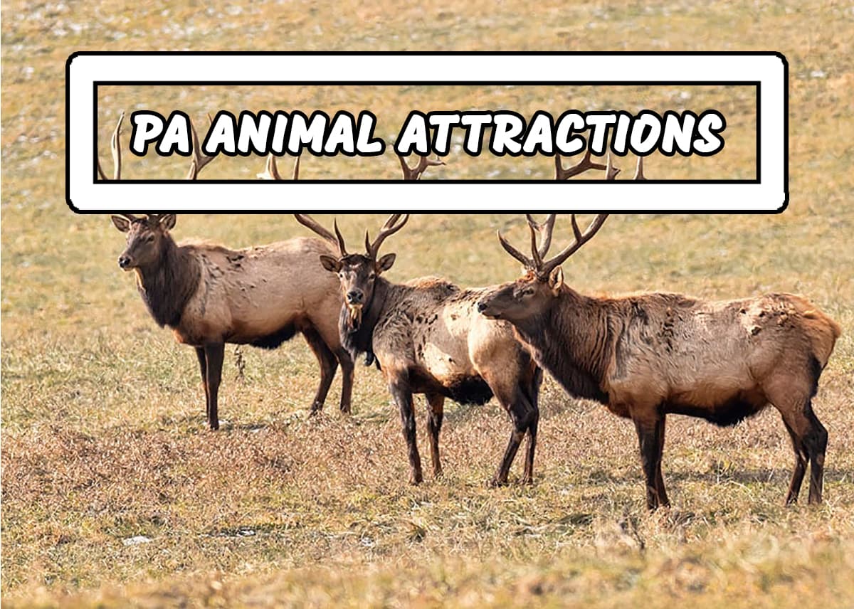 A directory of the best animal attractions in Pennsylvania, including zoos, aquariums, aviaries, and wildlife viewing areas.