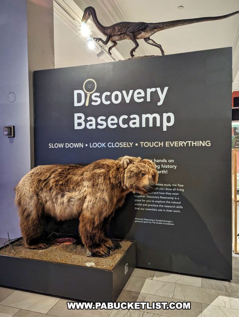Exhibit at the Discovery Basecamp within the Carnegie Museums of Art and Natural History in Pittsburgh, PA. The scene includes a taxidermy brown bear standing on a platform in a poised stance, with detailed fur and realistic features. Above, a wall sign with the text 'Discovery Basecamp' encourages interaction with the phrases 'SLOW DOWN - LOOK CLOSELY - TOUCH EVERYTHING.' In the background, there is a silhouette of a dinosaur adding a prehistoric touch to the modern educational setting. The exhibit promotes hands-on learning about natural history.