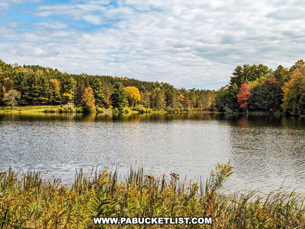 A view from the Lakeside Trail at Hills Creek State Park in Tioga County, Pennsylvania, featuring a calm lake surrounded by a forested area. The water's surface gently ripples, reflecting the partly cloudy sky above. The foliage around the lake is a mix of evergreen and deciduous trees, with some trees displaying vibrant autumn colors of yellow, orange, and red. Tall grasses and reeds in the foreground suggest a thriving lakeside habitat. The scene is peaceful and typical of the natural landscapes found within the park, offering a moment of tranquility and a connection to nature.