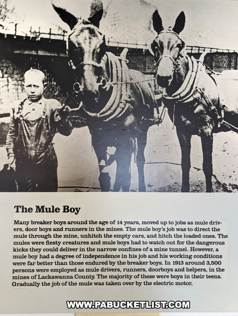 An informational exhibit at the Lackawanna Coal Mine Tour in Scranton, PA, featuring a black and white historical photo of a young 'Mule Boy' standing next to a mule in mining harnesses. Below the photo is a detailed description explaining the role of mule boys in the mines, who at the age of 14 were responsible for directing mules to move empty and loaded cars within the mines, the risks involved, and the evolution of their work until it was replaced by electric motors.