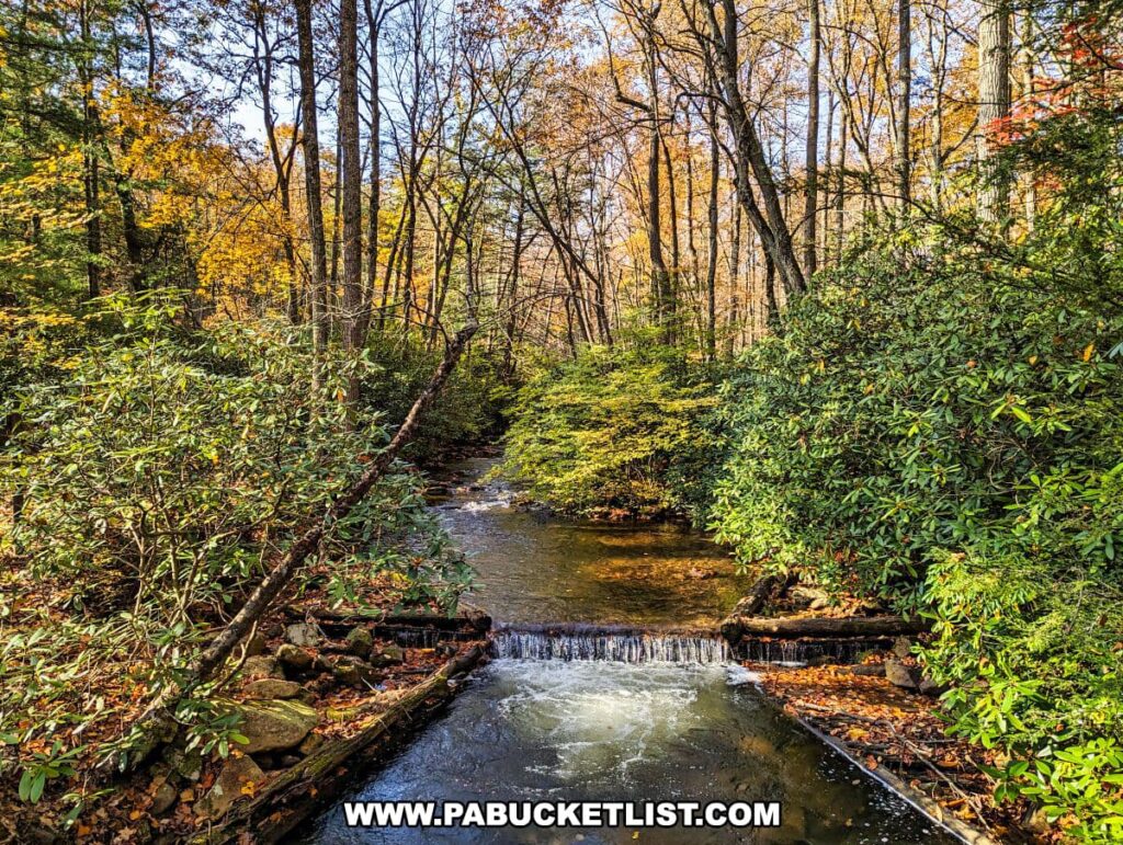 A serene autumn scene at Sand Bridge State Park in Union County, Pennsylvania, featuring Rapid Run. The stream gently flows over a small cascade surrounded by rocks. Lush green rhododendron bushes contrast with the vibrant yellow and orange hues of the fall foliage. Tall trees with thin trunks rise towards a clear, blue sky, with the sunlight filtering through the canopy, highlighting the natural beauty of the park.