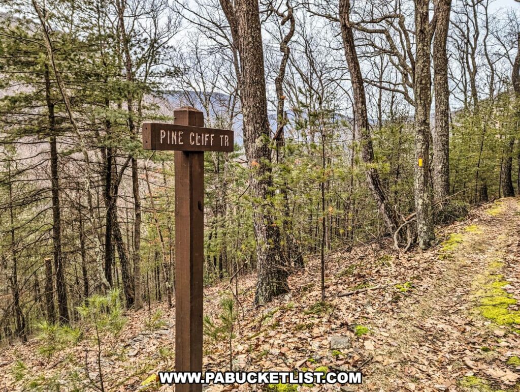 A wooden trail sign reading "Pine Cliff Tr" stands beside a hiking trail in the Tiadaghton State Forest. The trail, marked with a yellow blaze on a tree, is bordered by a mixture of leafless deciduous trees and evergreens. The forest floor is covered with brown leaves and green moss, indicating a natural, wooded environment. The sign points hikers towards Pine Cliff Trail, one of the paths within the forest network.