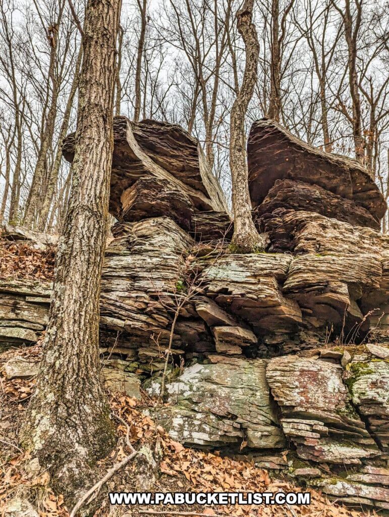 The photo shows a striking rock formation along the Bob Webber Trail in the Tiadaghton State Forest, Lycoming County, Pennsylvania. Large, layered boulders with reddish-brown surfaces are nestled among leafless trees, indicating either autumn or winter. The textures of the rock layers are visible and contrast with the rough tree bark and the forest floor, which is covered with fallen leaves. The perspective is from the base of the formation, giving a sense of the rocks' imposing presence and the rugged terrain of the trail.