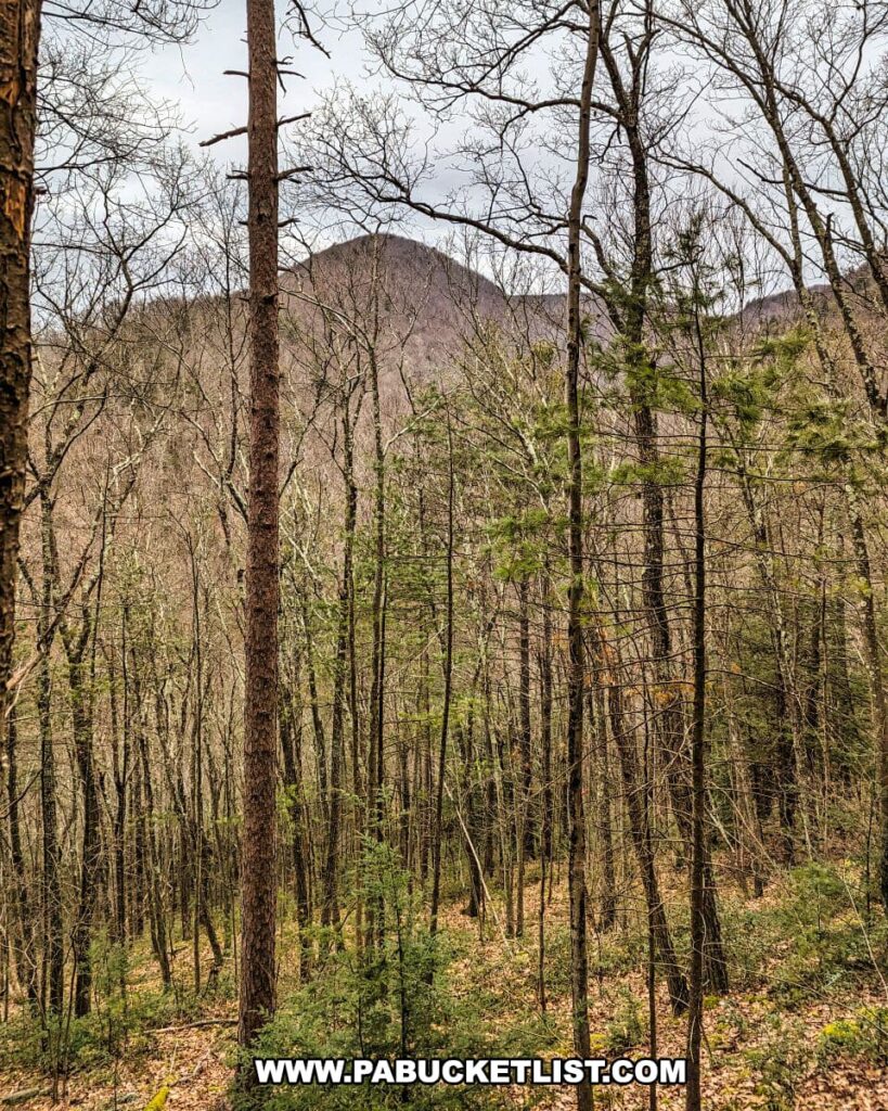 A view through the slender trunks of leafless deciduous trees and interspersed evergreens on the Bob Webber Trail in Tiadaghton State Forest, Lycoming County, Pennsylvania. The forest floor appears to be in a state of late fall or early spring dormancy. In the distance, a prominent hill rises above the surrounding landscape, partially obscured by the woodland. The sky is overcast, casting a soft, diffuse light through the forest.