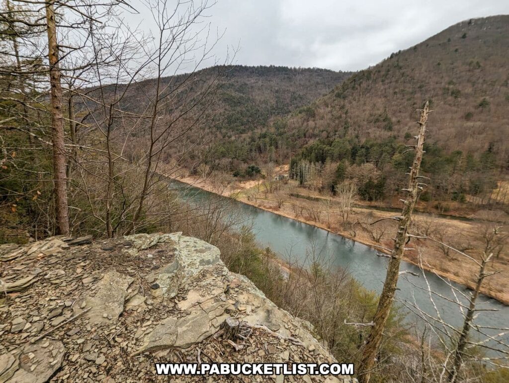 The image provides a vantage point from the Pine Cliff Vista on the Pine Cliff Trail in Tiadaghton State Forest, overlooking the winding path of Pine Creek cutting through the valley. The river is surrounded by a mix of coniferous and bare deciduous trees, indicative of the dormant season, likely late fall or early spring. The foreground features a rocky outcrop, leading to the edge of the overlook. Overcast skies and the muted colors of the landscape suggest a cool, overcast day in the Pennsylvania wilderness.
